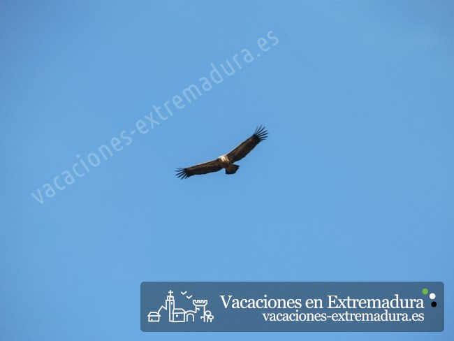Observación y fotografía de aves en Extremadura