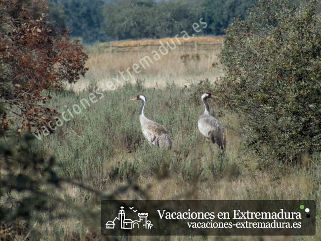 Observación de grullas en Extremadura